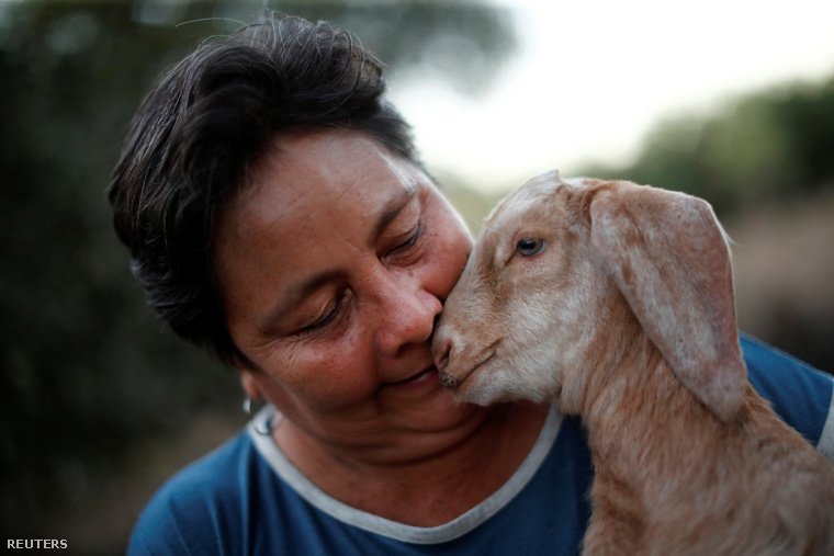 Teofila Palma, a Gran Chacóban élő gazda, aki a Reuters látogatásakor éppen kecskéit gondozta, elmondta, hogy az elmúlt években a közeli erdőirtások nyilvánvaló hatással voltak a helyi mikroklímára.