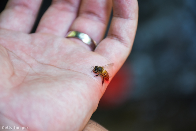 Ha tömegesen csípnek meg a méhek, az akár életveszélyes is lehet