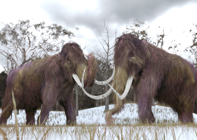 Megfagyott mamutgyapjúból is izoláltak vírusokat