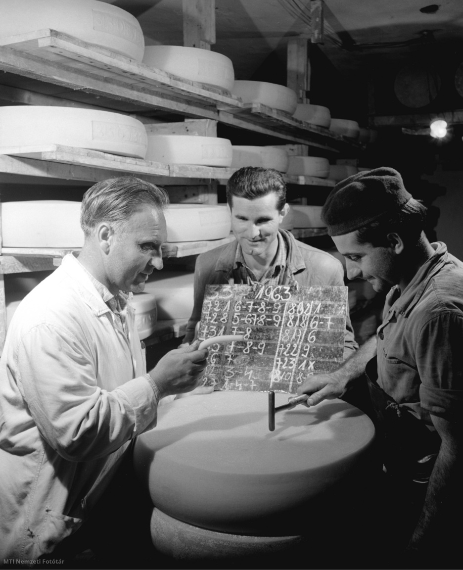 Répcelak, 1963. szeptember 21. A sajt érlelését ellenőrzik a Vas Megyei Tejipari Vállalathoz tartozó Répcelaki Sajtgyárban.