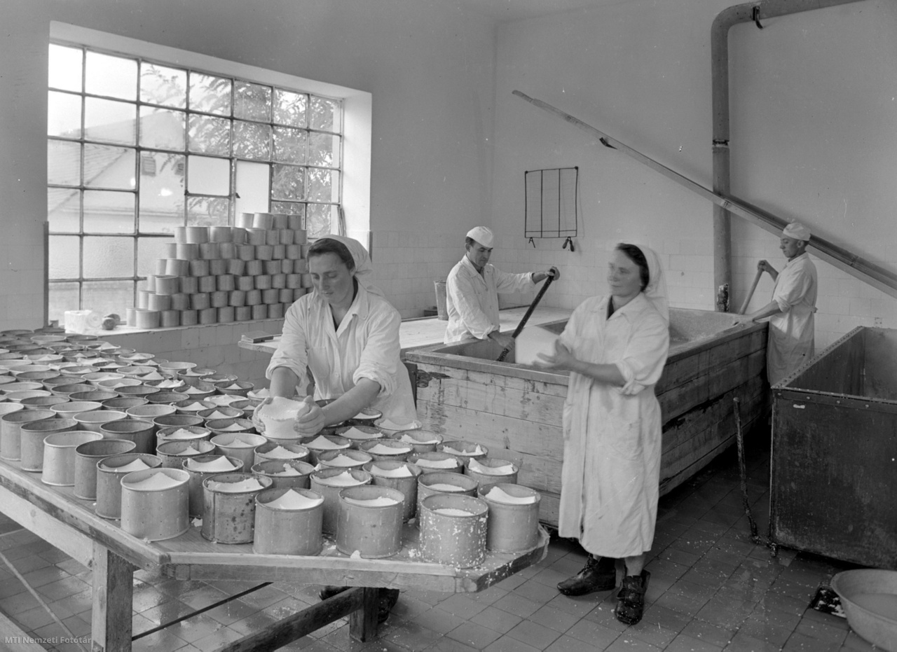 Villány, 1953. október 26. Sajtgyár Villányban. A képen: formázzák az exportra készített trappista sajtot.