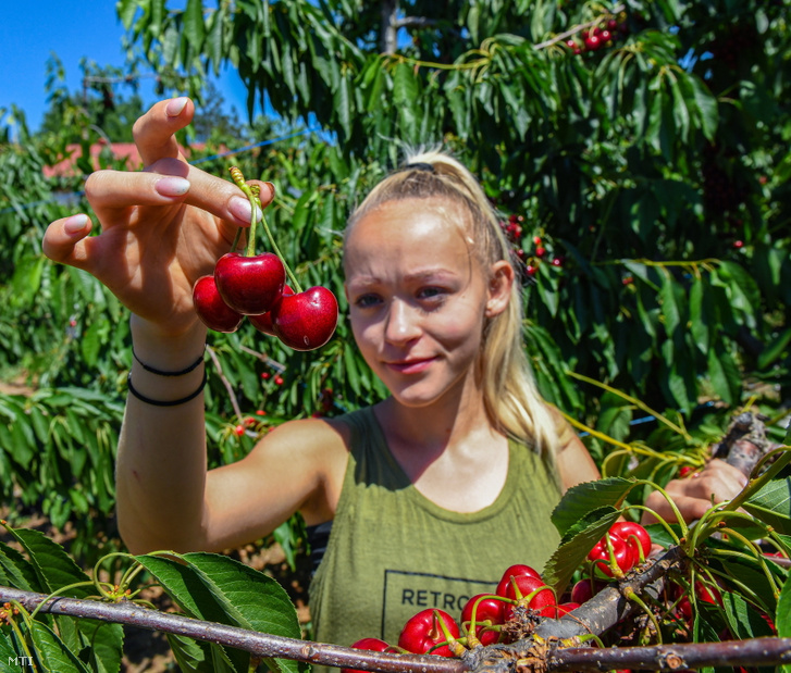 Elek Kitti, a Debreceni Egyetem másodéves kertészmérnök-hallgatója a nyári gyakorlatának egy részén a Carmen - egy magyar nemesítésű fajta, mely június közepén érleli zamatos lédús gyümölcseit – cseresznyefajta-szüretelésben vesz részt 2022. június 22-én