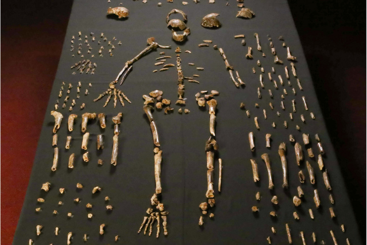 A Homo naledi csontvázának darabjai