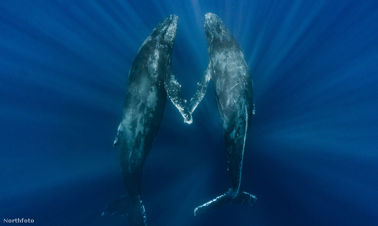 Egy másik lenyűgöző fotó, amelyet egy szintén német fotósnak, Niklas Mangernek sikerült lencsevégre kapnia, két púpos bálnát ábrázol, amint egymás mellső uszonyát fogják