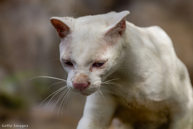 A kolumbiai albínó vadmacska