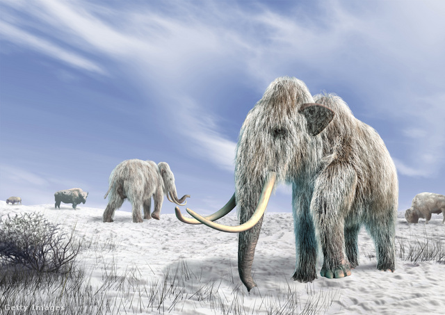 Több ősi kórokozót mamutok maradványaiban azonosítottak