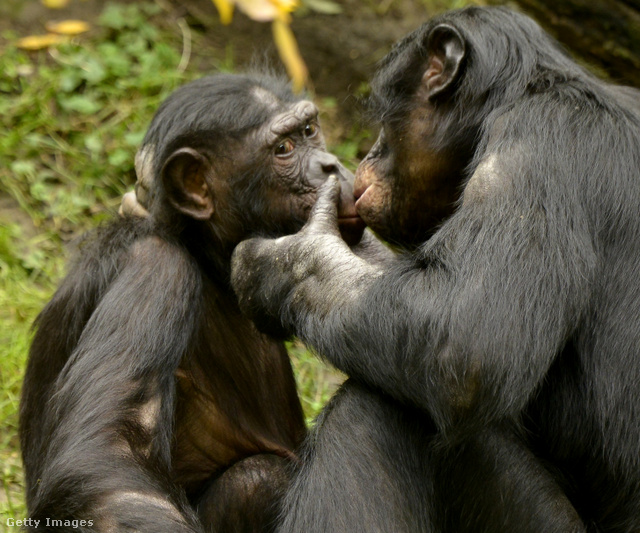 A bonobó majmoknál sem ismeretlen a csók