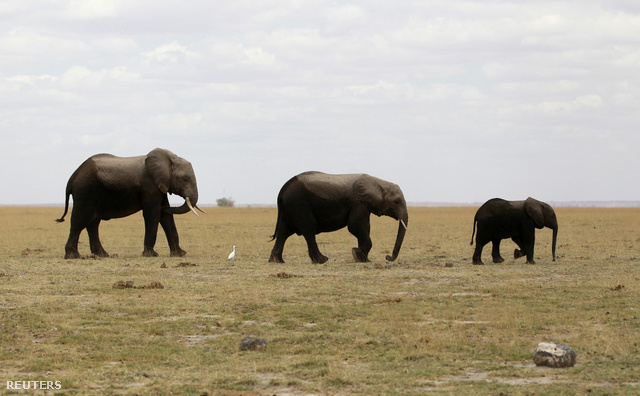 Összeszámolják a megmaradt elefántokat a Kenyával és Tanzániával közös Amboseli Nemzeti Parkban. A parkban ma nagyjából már csak ezer állat él