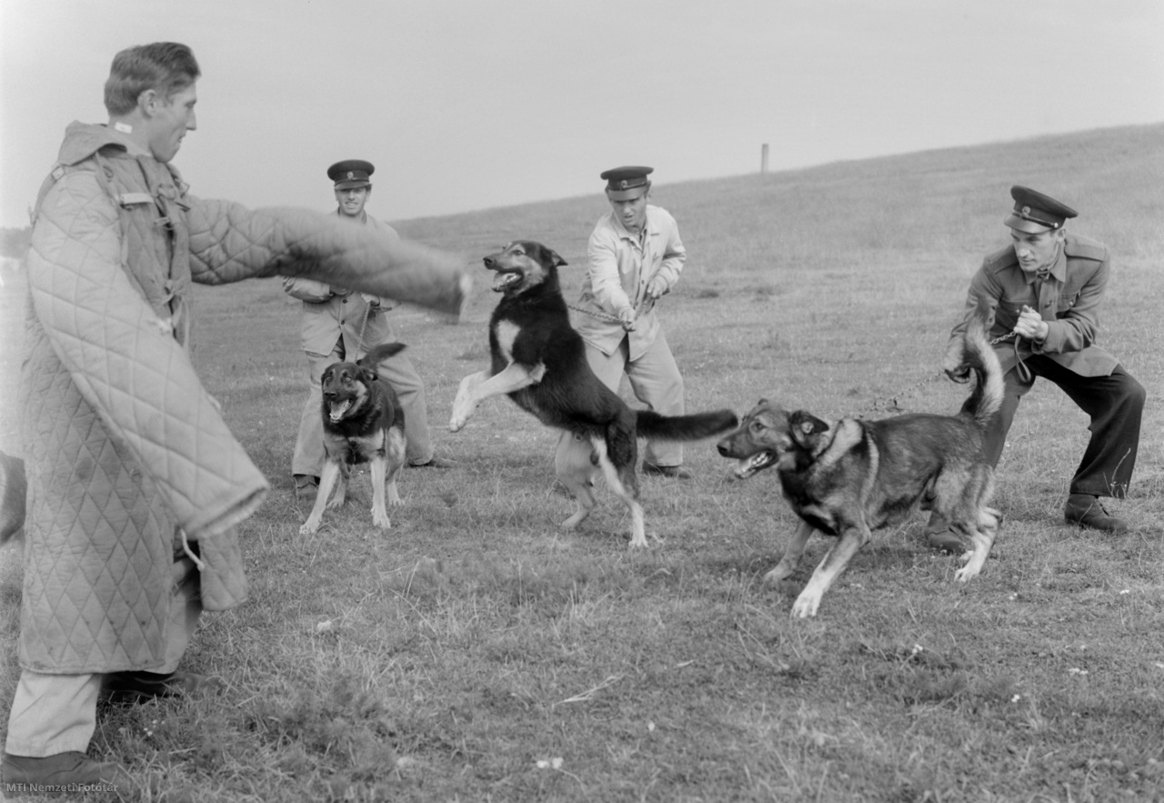 Dunakeszi, 1963. október 3. Menekülő ember elfogását gyakorolják a kutyák a Belügyminisztérium Kutyakiképző Iskolájában. Több hónapi megfigyelés után 20-30 kutya közül tudnak a szakemberek egy olyan négylábút kiválasztani, amely adottságai alapján alkalmas a nyomkövetőképzésre.