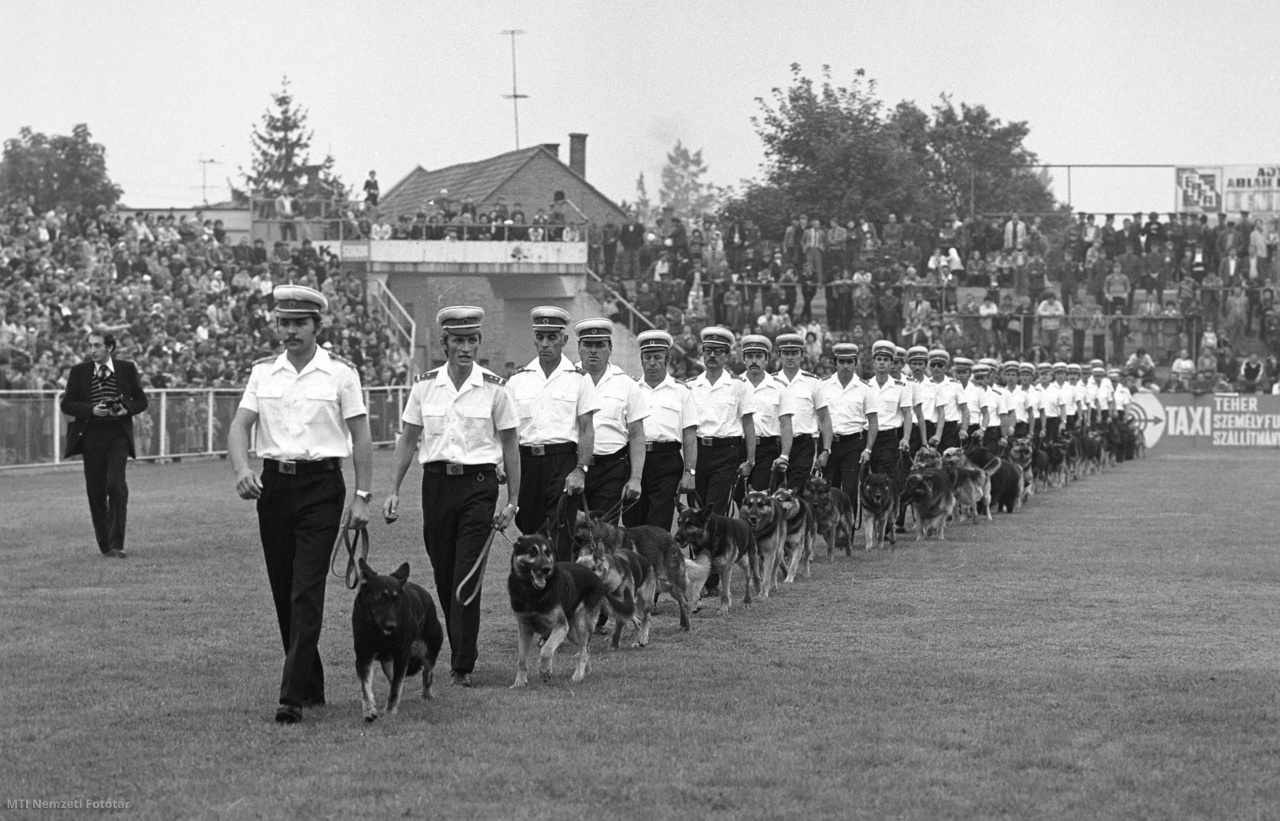 Zalaegerszeg, 1981. szeptember 20. Rendőrkutyák bevonulása a négynapos országos rendőrkutyaversenyen és bemutatón, amit Zalaegerszeg környékén rendeztek. A versenyen 17 megye és a Budapesti Rendőrkapitányság 28 kutyája vett részt. A versenysorozat a Zalaegerszegi Tornaklub Egyesület (ZTE) stadionjában látványos bemutatóval fejeződött be.