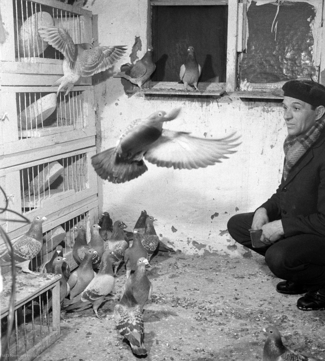 Budapest, 1966. január 16. Lévai József budapesti tenyésztő a galambházban. A férfi madarai közül került ki az Országos Postagalamb Kiállítás első helyezettje. A verseny húsz győztesét a prágai szpartakiádra küldik, amit február negyedikén rendeznek meg.