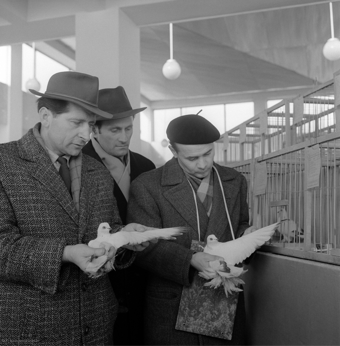 Budapest, 1961. december 8. A bíráló bizottság tagjai vizsgálják a december 8-án megnyíló Nemzetközi Galambkiállítás madarait, a Mezőgazdasági Kiállítás területén. A hagyományos bemutatón ezer külföldi tenyészgalamb mellett a hazai tenyésztők kétezernégyszázötven galambja is szerepel.