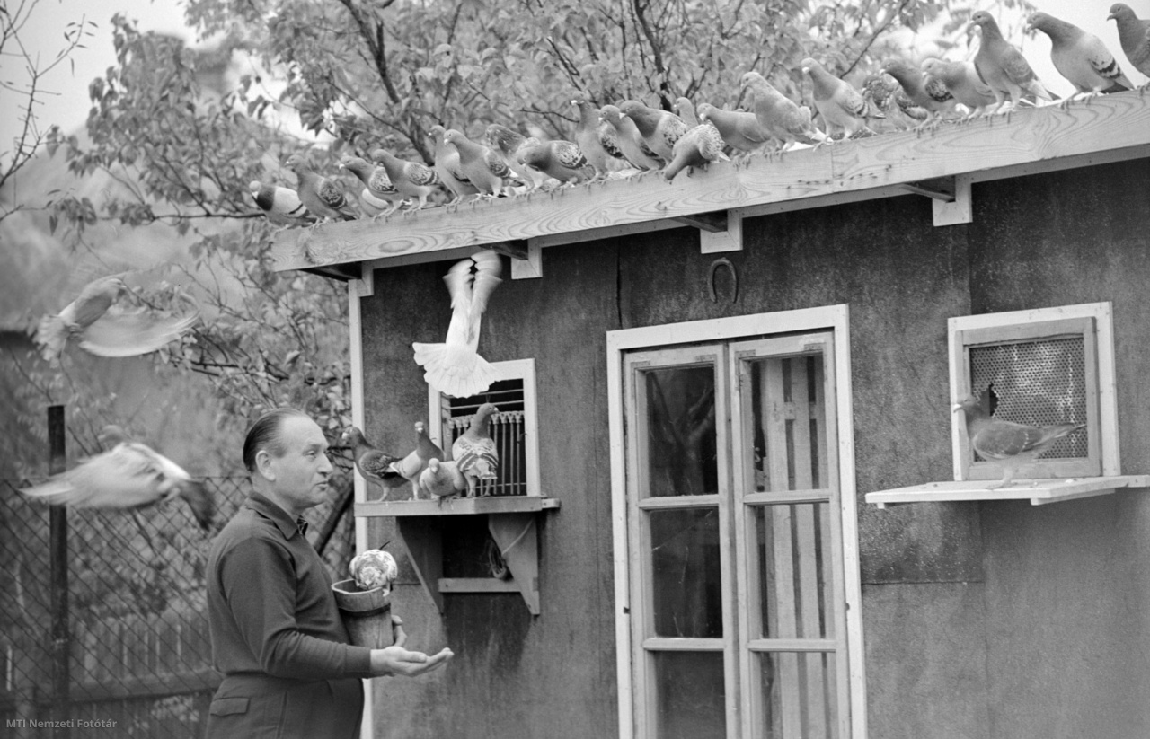 Budapest, 1964. október 30. Kállay Ferenc rákoshegyi galambász, a Londonban rendezett X. Postagalamb Olimpiára felkészített madaraival. A bírálóbizottság az évi versenyeken elért eredmények alapján fogja kiválasztani azt a harminc példányt, mely képviselni fogja Magyarországot az 1965-ös eseményen.