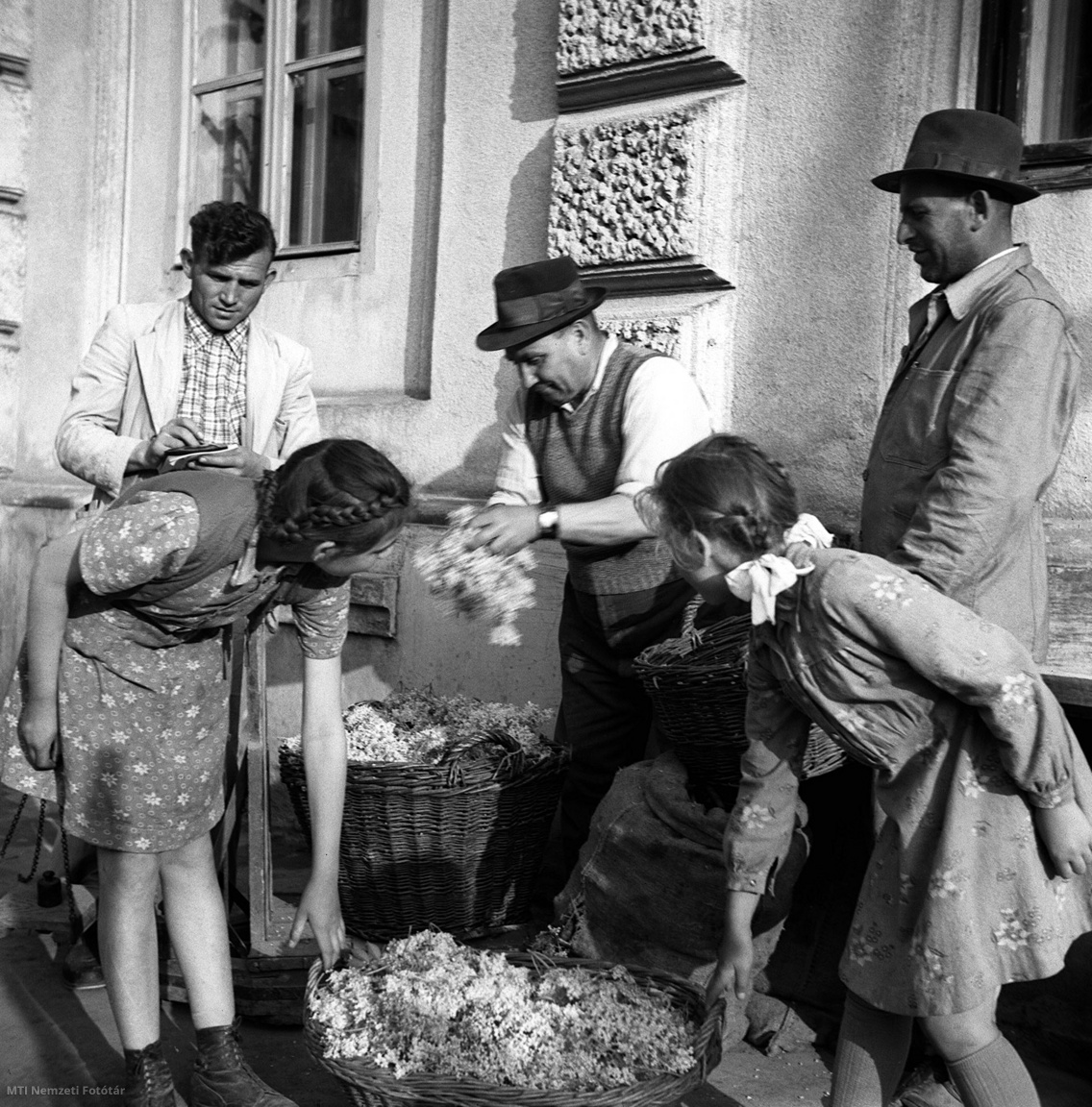 Gyönk, 1952. május 30. Bence József járdai gyűjtő Varga Jánostól és két kislánytól átveszi a gyógynövényeket ( / MTI Nemzeti Fotótár)