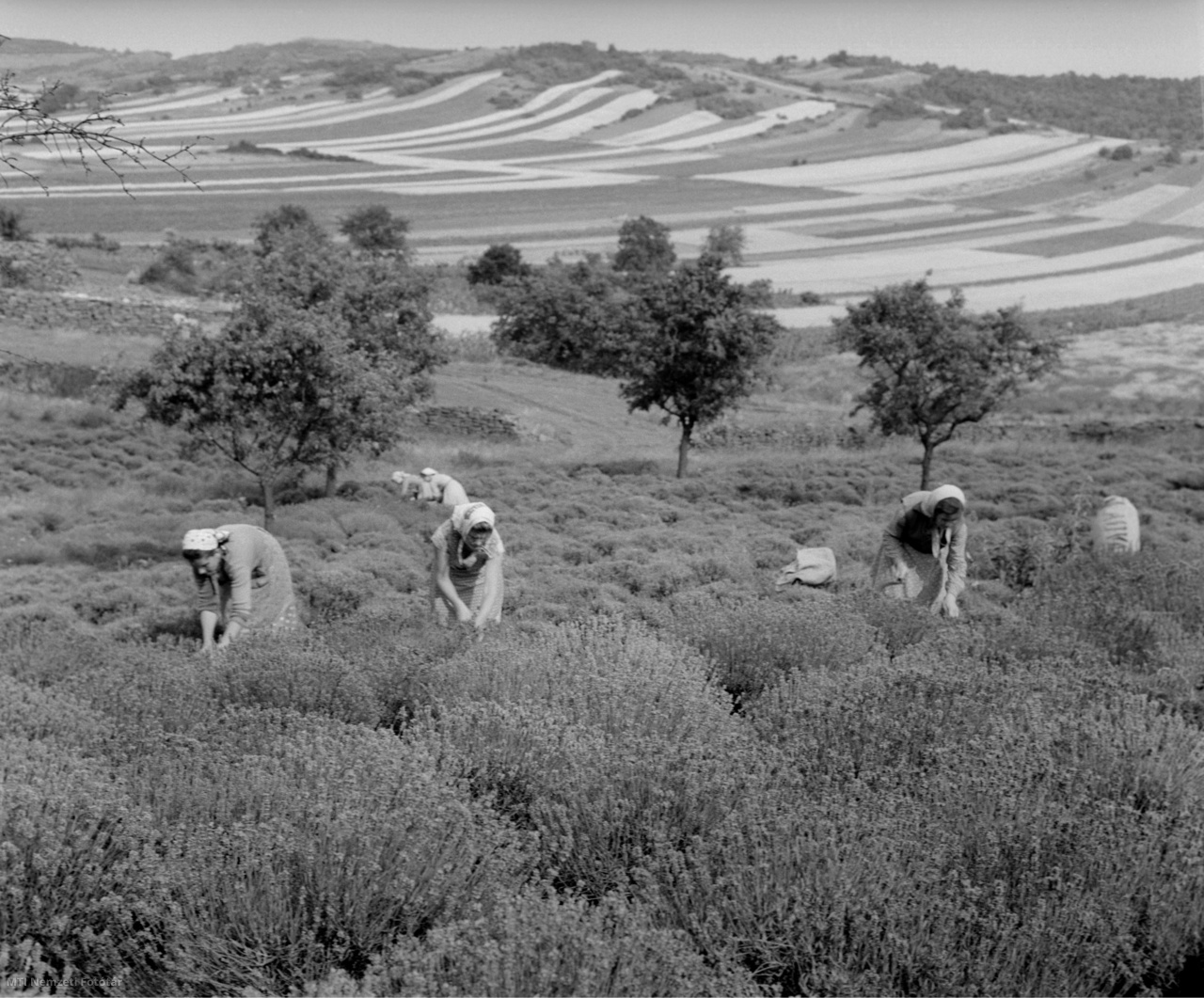 Tihany, 1959. július 2. Asszonyok szedik a levendulát a Kertimag és Gyógynövény Gazdaság tihanyi üzemegységének földjén ( / MTI Nemzeti Fotótár)