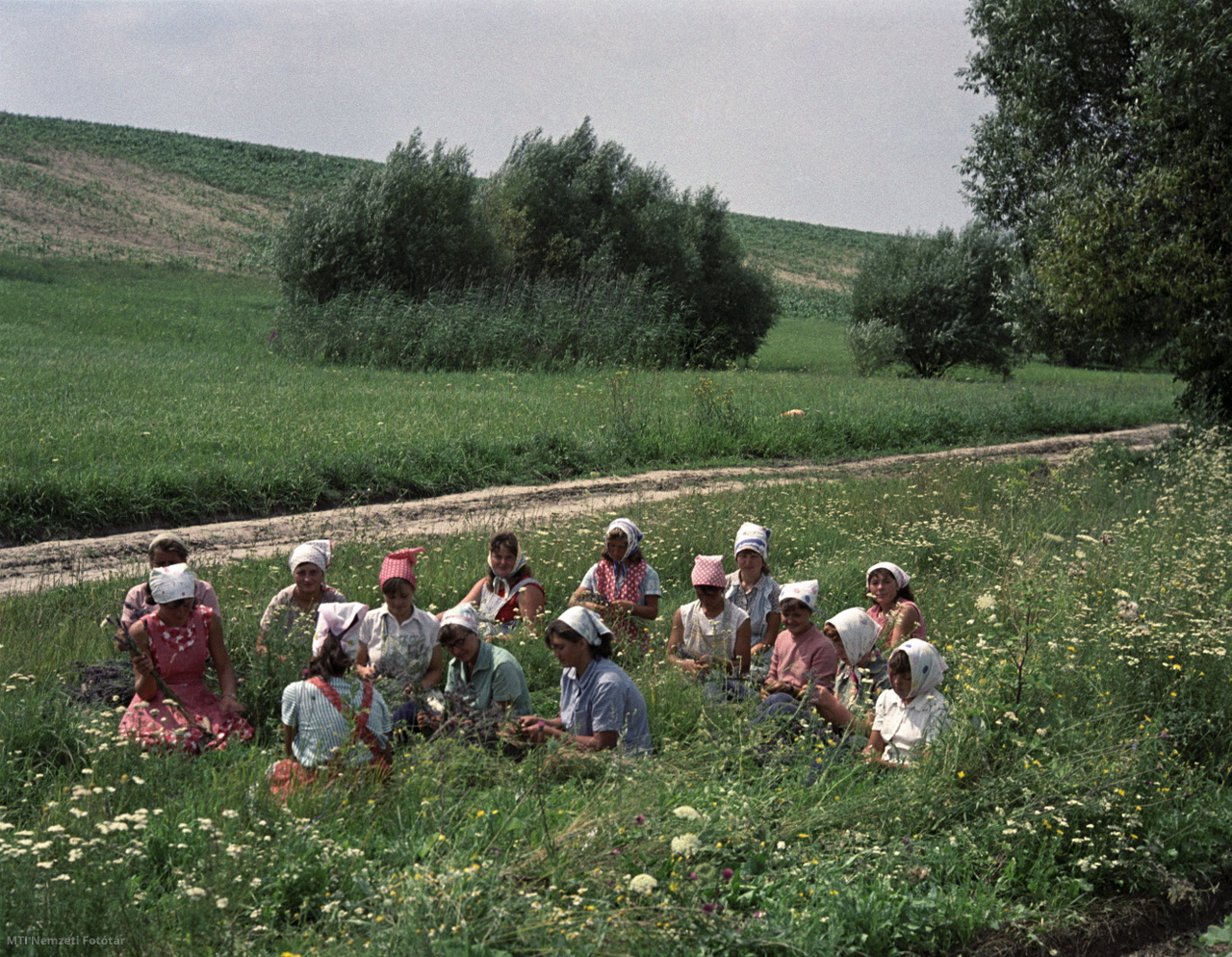 Kanacs, 1965. augusztus 7. Pihenőt tartanak a levendulavágó asszonyok a Kanacsi Állami Gazdaság gyógynövényt termő földjein ( / MTI Nemzeti Fotótár)