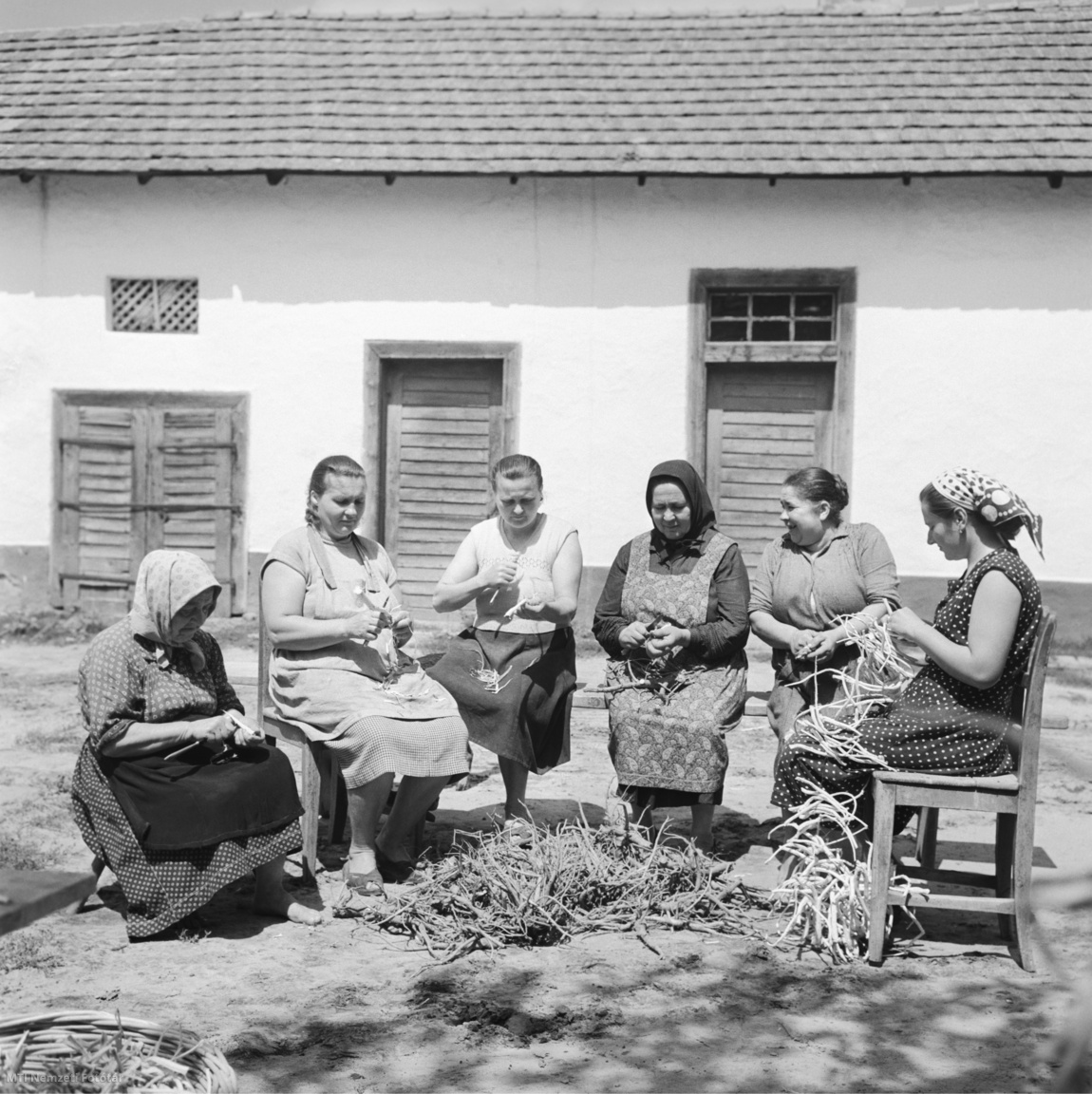 Baks, 1959. augusztus 1. Az emésztési és bőrproblémákra használt fehérmályva (ziliz) gyökerét hámozzák asszonyok a Herbária vállalat gyógynövénygyűjtő telepének udvarán ( / MTI Nemzeti Fotótár)