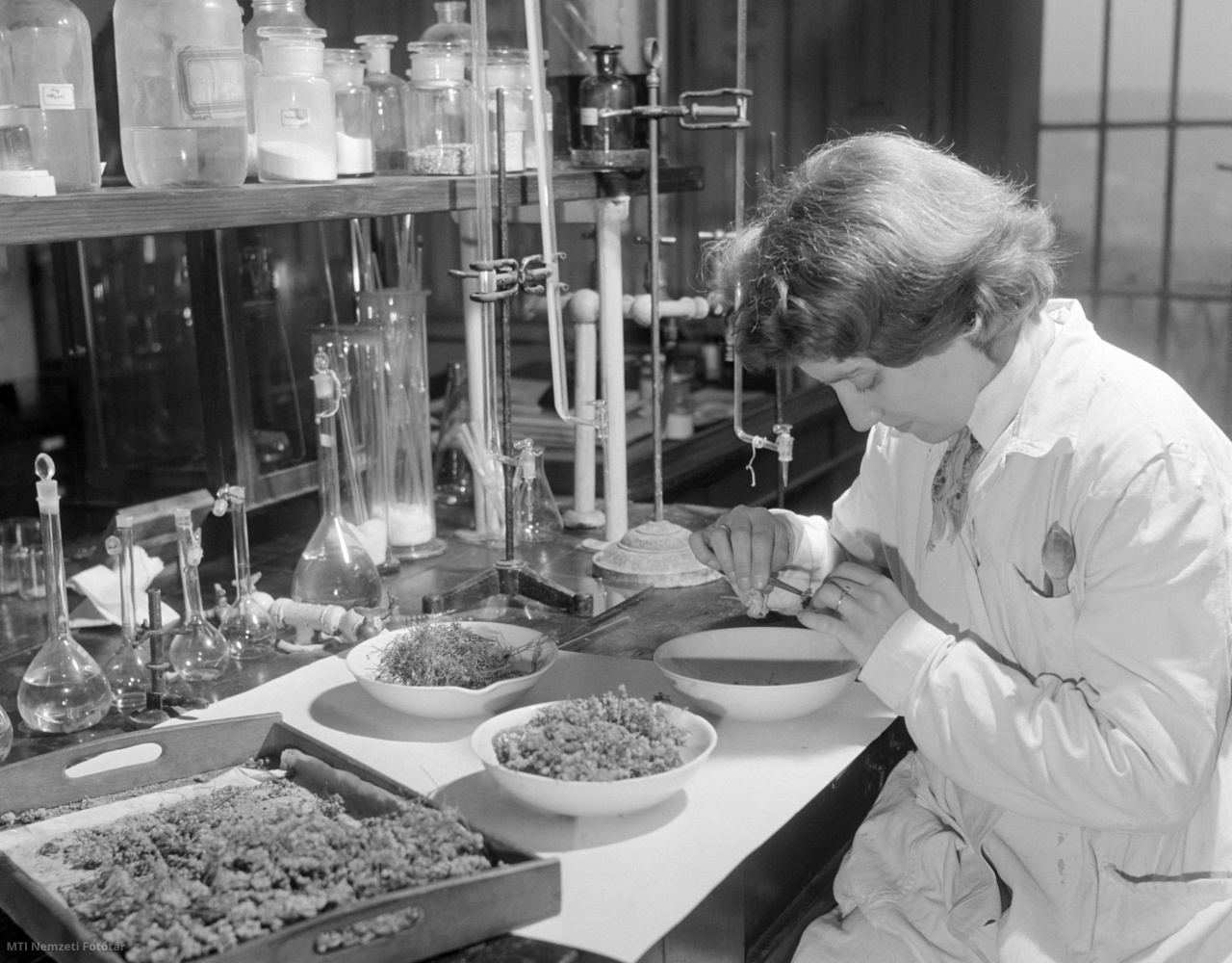 Budapest, 1959. január 6. Fejes Pálné laboráns illóolaj-vizsgálathoz készíti elő a cickafark virágát a Gyógynövény Kutatóintézet laboratóriumában. Az intézet legfőbb feladata a gyógyszeripar növényi alapanyagainak felkutatása és kikisérletezése, továbbá az illóolaj-tartalmú növények nemesítése ( / MTI Nemzeti Fotótár)