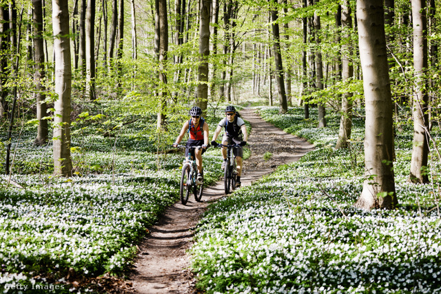 Az erdőben akkor viselkedünk helyesen, ha kerékpárral csak a kijelölt útvonalon közlekedünk