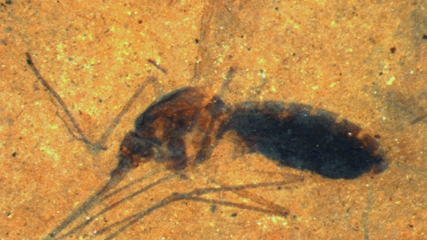 mosquito-fossil-with-blood