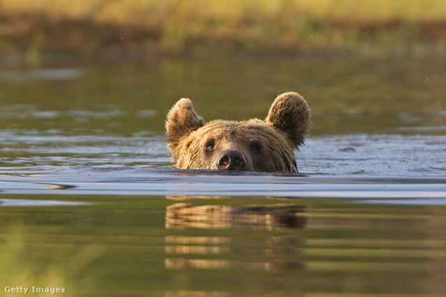 A medve veszélyes szomszéd, jobban úszik, gyorsabb az embernél, és nincs ellensége