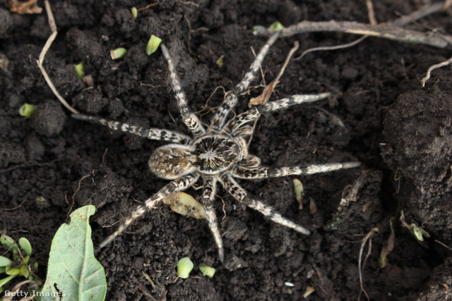 A szongáriai cselőpók is Magyarországon a legnagyobb pókok között van