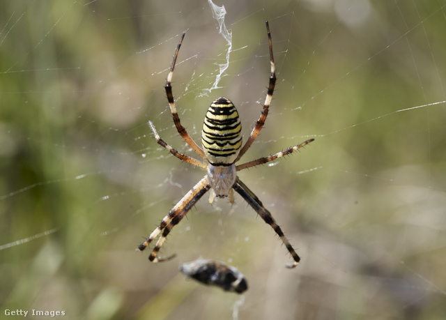 A hazai pókok egyik fajtája sem veszélyes az emberre