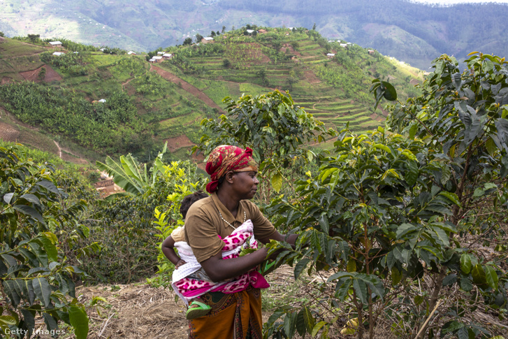Kávéültetvényen dolgozó nő Ruandában