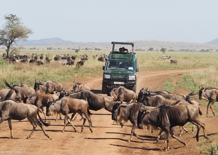 Gnúk és zebrák a Serengeti Nemzeti Parkban, Tanzániában