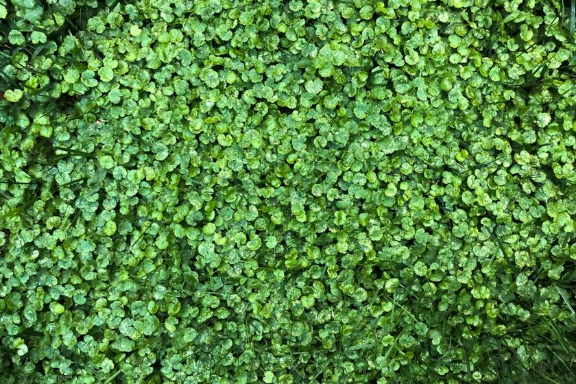 Zöld szőnyeg 1