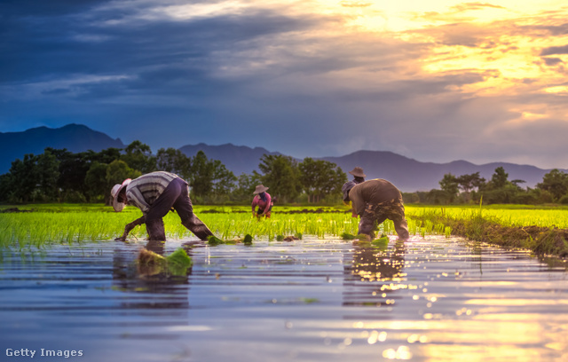 A rizsföldeken a vízben is jelen lehet az arzén