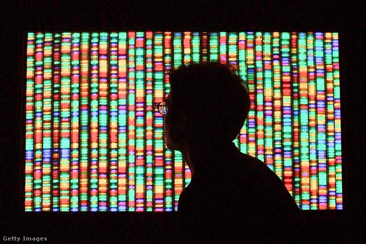 Egy látogató az emberi genom digitális ábrázolását nézi 2001. augusztus 15-én az Amerikai Természettudományi Múzeumban, New Yorkban