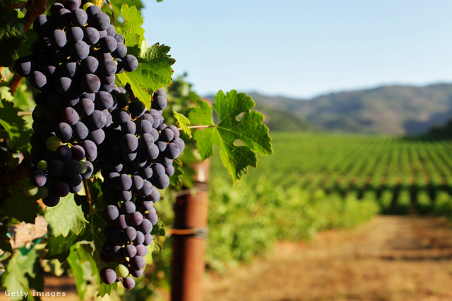 A rómaiak szinte egész Európában elterjesztették a szőlőművelést