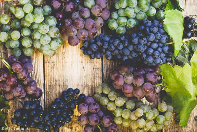 A szőlő kék színéért felelős antociánok fontos szerepet játszanak egészségünk megőrzésében