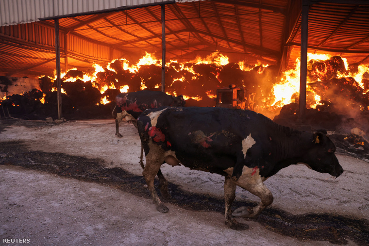 Sérült tehenek egy lángoló farmon, miközben erdőtűz tombol a közép-görögországi Szeszklóban 2023