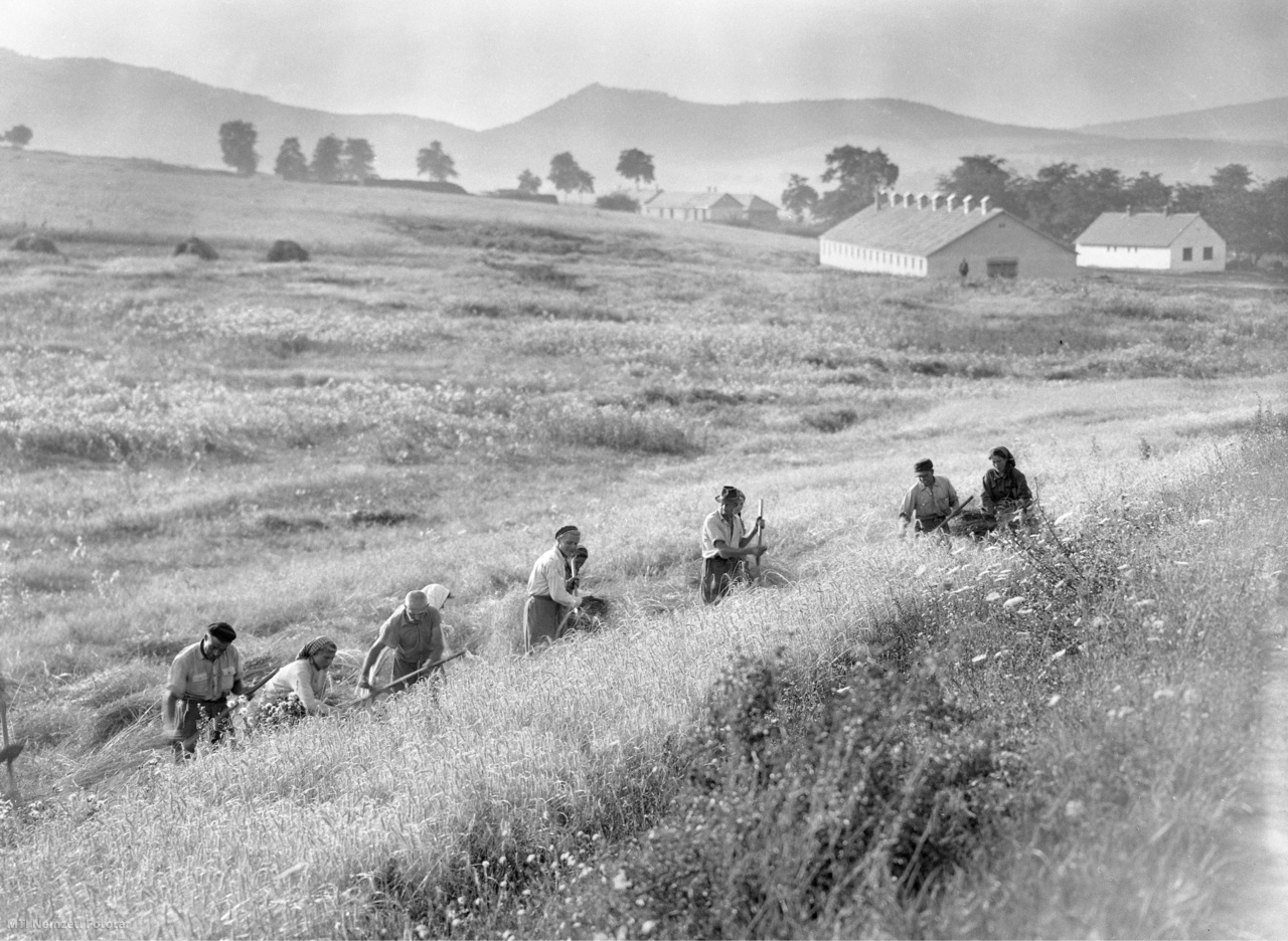 Törökbálint, 1954. július 22. Kaszával aratnak férfiak és a nők a Törökbálinti Állami Gazdaság területén