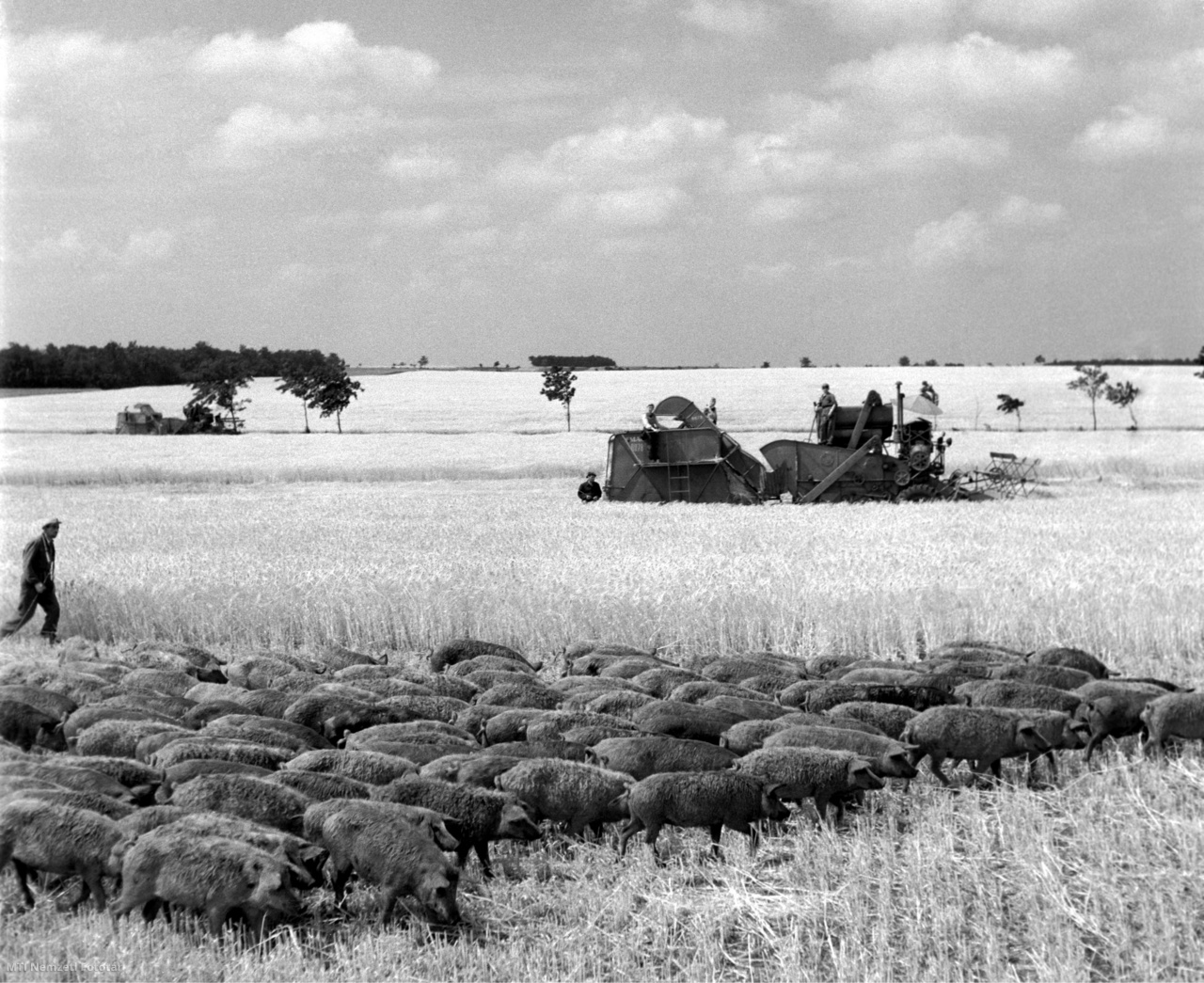 Zichyújfalu, 1955. július 1. A zichyújfalui Győzelem Állami Gazdaságban disznókkal etetik fel az elhullott szemeket a tarlóról aratás után