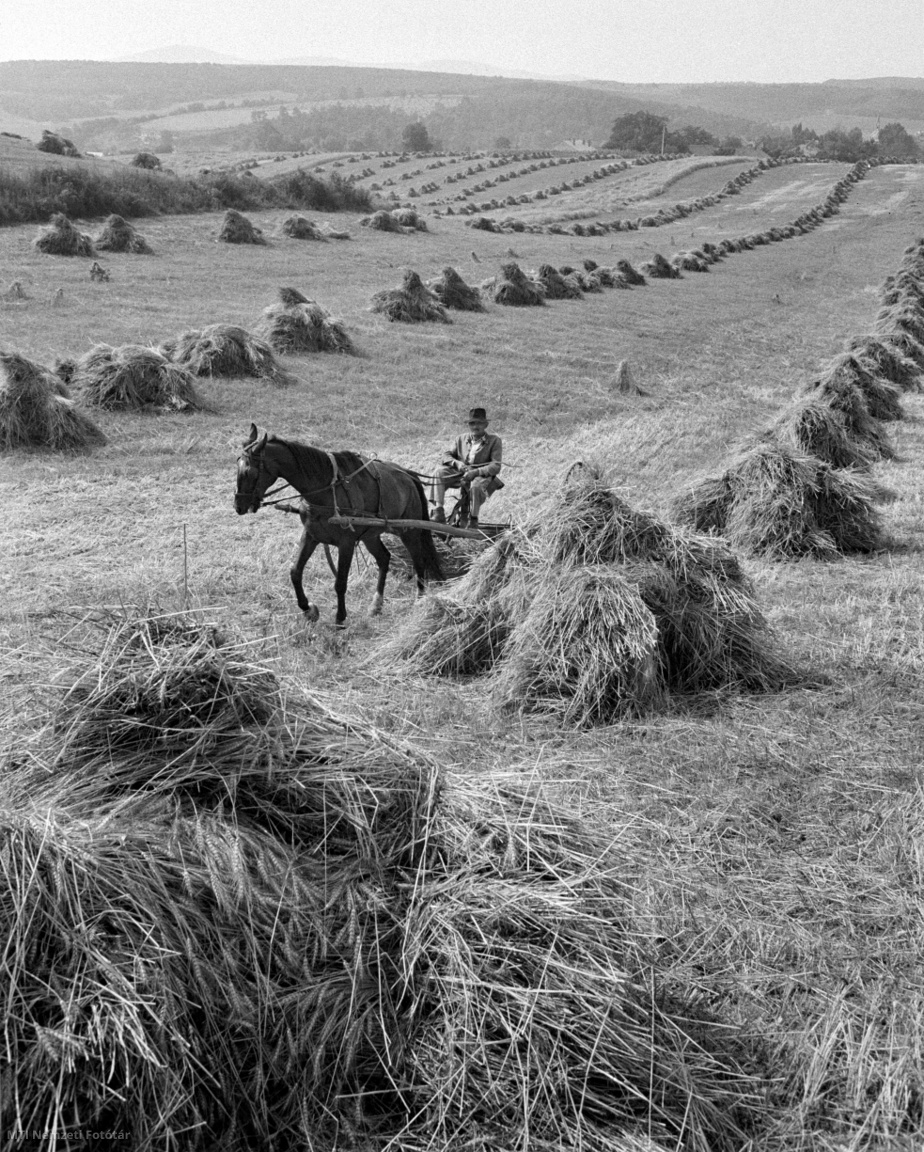 Rétság, 1965. augusztus 3. Ló vontatta eszközzel gereblyézik a termőföldet tarlóhántás előtt, hogy összeszedjék az elhullajtott kalászokat a rétsági termelőszövetkezet földjén. A sok esőzés, a kedvezőtlen időjárás nagyban hátráltatta az aratást. Nógrád megyében is kényszerpihenőt tartottak a gépek, és sokszor csak kézi erő segítette ki a szövetkezeteket az időjárás okozta nehézségekből. A nedves gabona szárítása jelenleg az egyik legfontosabb feladat