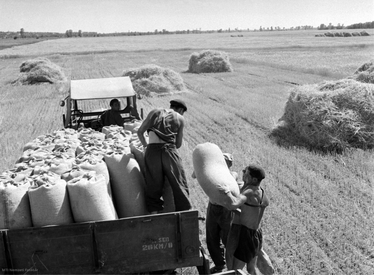 Hildpuszta, 1958. június 18. Aratás után teherautóra pakolják a bezsákolt árpát a Hildpusztai Állami Gazdaságban