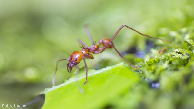 A levélvágó hangyák gombatermesztéssel is foglalkoznak