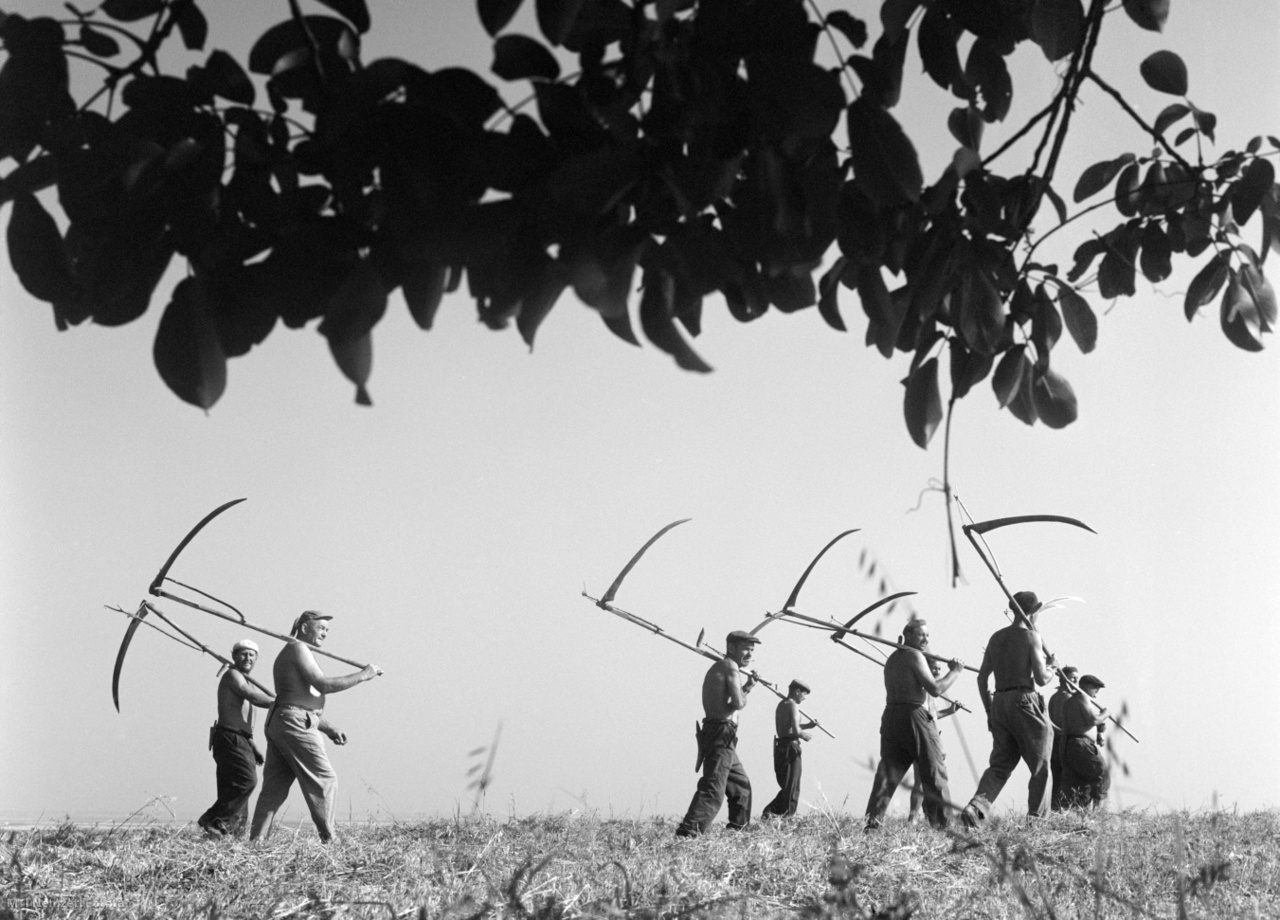 Gyöngyös, 1968. június 29. Hazafelé tart a kaszás brigád a gyöngyösi Dimitrov Tsz zabosbükkönytáblájából