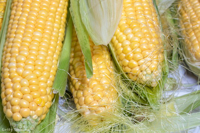 Feszes szemek, zöld héj és aranyló bajusz: ezek a kukoricacsövek ideális választást jelentenek főzéshez