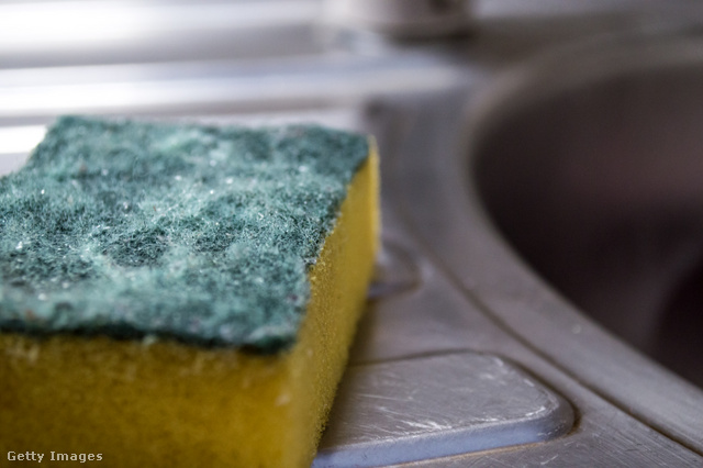 A használt konyhai szivacsban gyorsan elszaporodhatnak a baktériumok