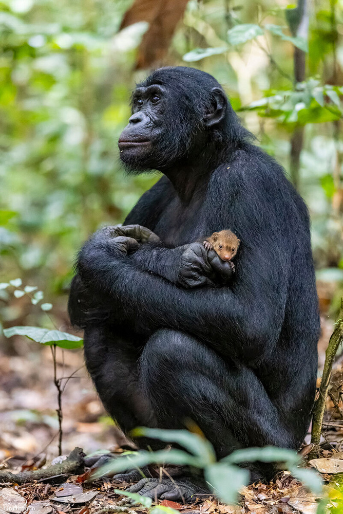A 
                        Az abszolút győztes, vagyis az Év Fotósa - Portfólió kategória nyertese Christian Ziegler lett, akinek felvételén egy vadon élő Bonobo majom látható, amely éppen egy mangusztakölyköt dédelget úgy, mintha a háziállata lenne