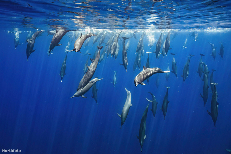 Egy csapat Trópusi delfint akkor sikerült megörökíteni, amint azok épp visszamerültek a gyönyörűen megvilágított Csendes-óceán vizébe, létrehozva ezt a lenyűgöző látványt