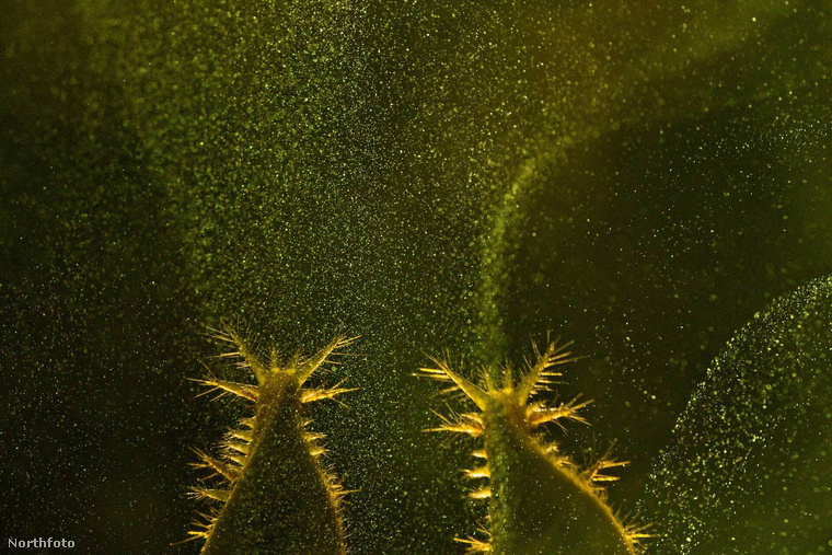 Ezek a különös, világító tüskék valójában a Csigalepkefélék élénk védőszőrei