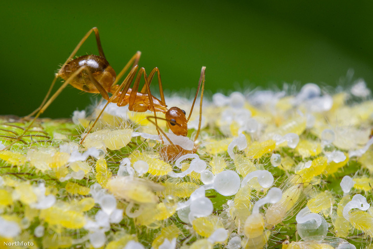 A hangyák és a levéltetvek igazi szimbiózisát mutatja be ez a felvétel