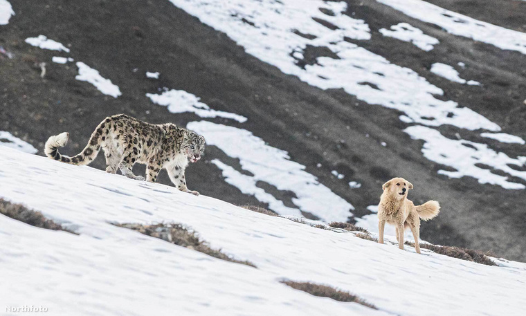 A fotón látható hópárduc éppen az egyik elejtett zsákmányából lakmározott, amikor egy falka vad kutya el akarta tőle csenni az ételt