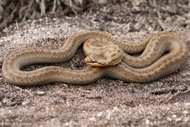 A rézsikló teljesen ártalmatlan magyarországi kígyó, mégis keverik a viperával