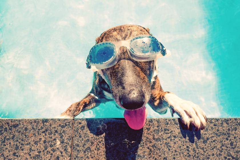 Az úszószemüveg nemcsak stílusos kiegészítő, de nagyon hasznos is tud lenni a medencében való pancsolásnál.